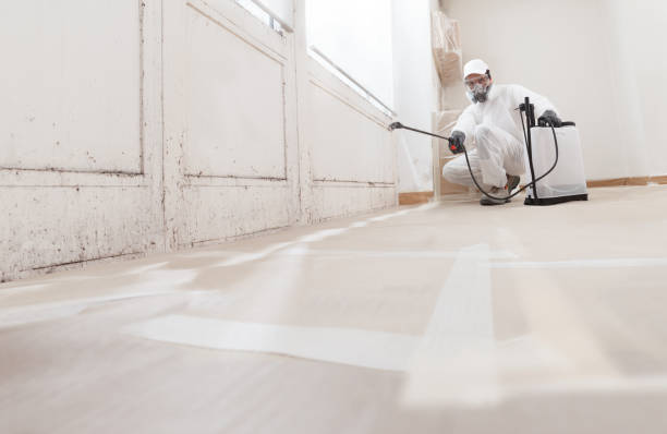 24/7 Emergency Mold Remediation experts in Chelsea, MI